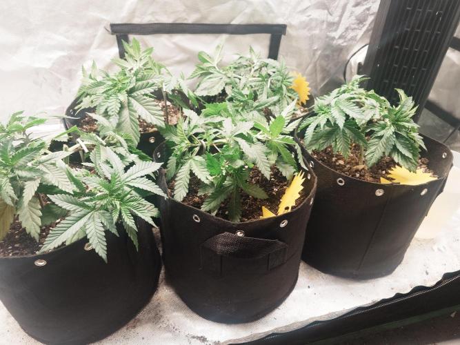 Gaseous green. Week 5