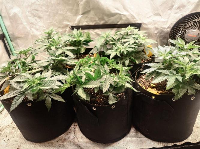 Gaseous green. Week 6