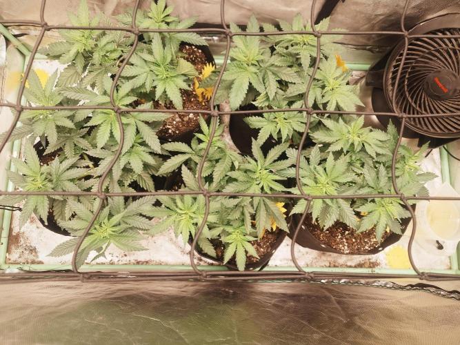 The gassy one. Week 6