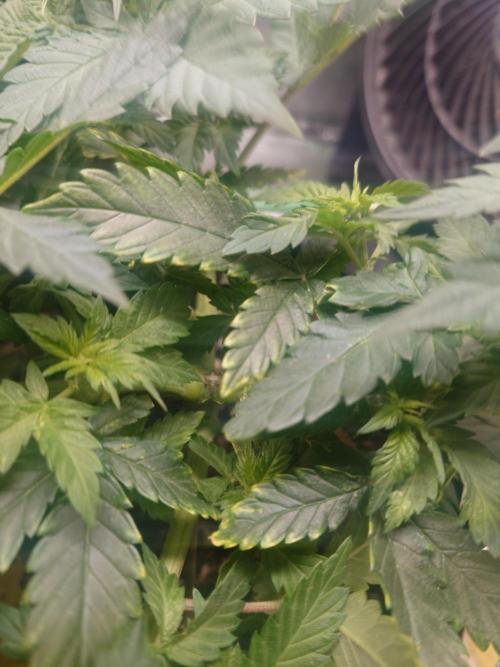 Gaseous green. Week 6