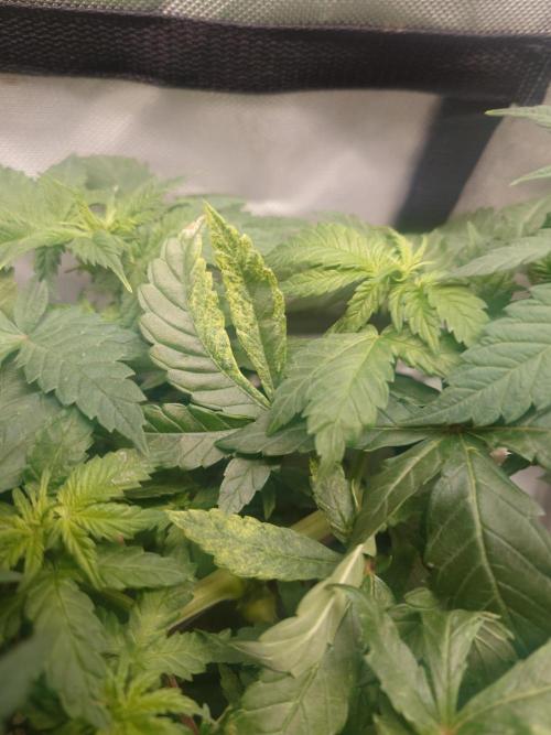 Gaseous green. Week 6