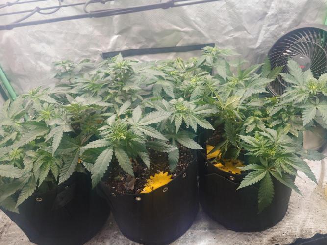 Gaseous green. Week 6