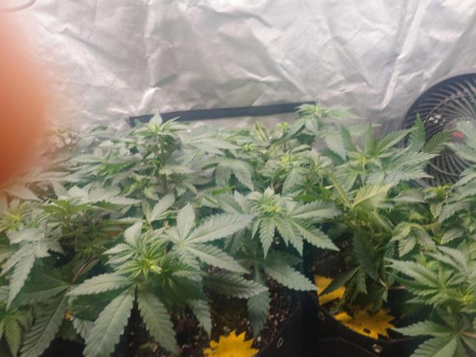 Gaseous green. Week 6