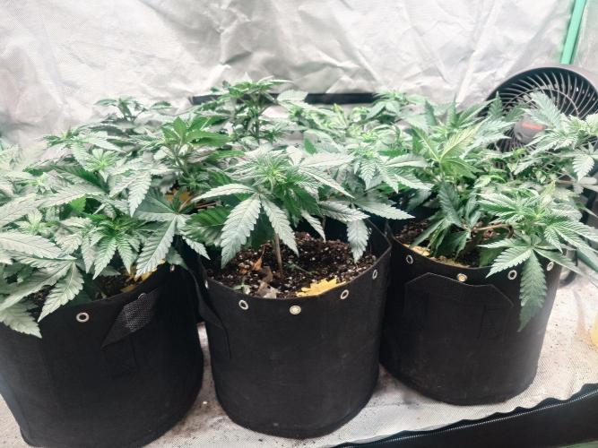 Gaseous green. Week 6