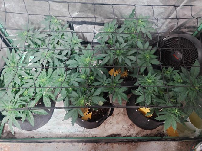 Gaseous green. Week 7