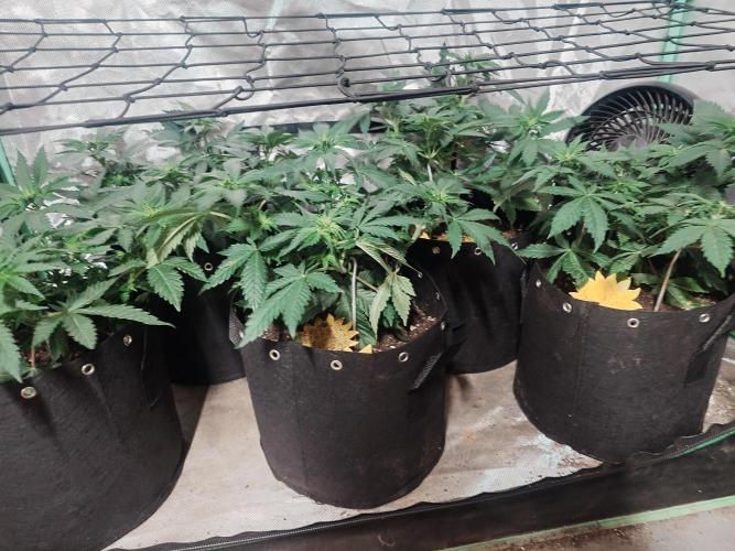 Gaseous green. Week 7