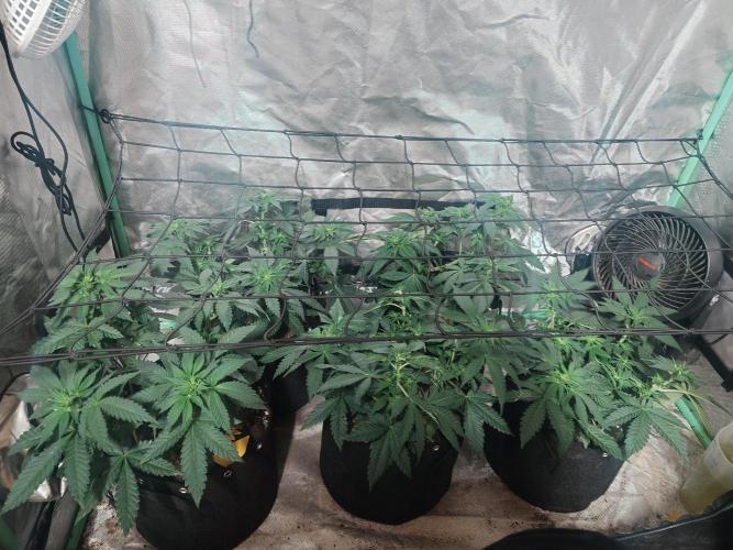 Gaseous green. Week 7