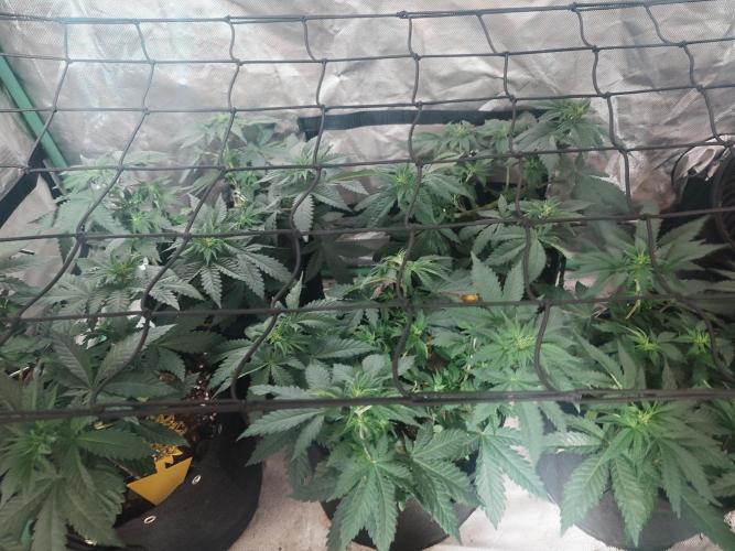 Gaseous green. Week 7