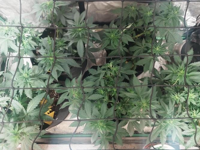Gaseous green. Week 7