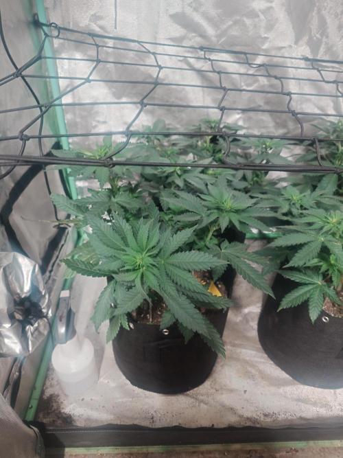 Gaseous green. Week 7