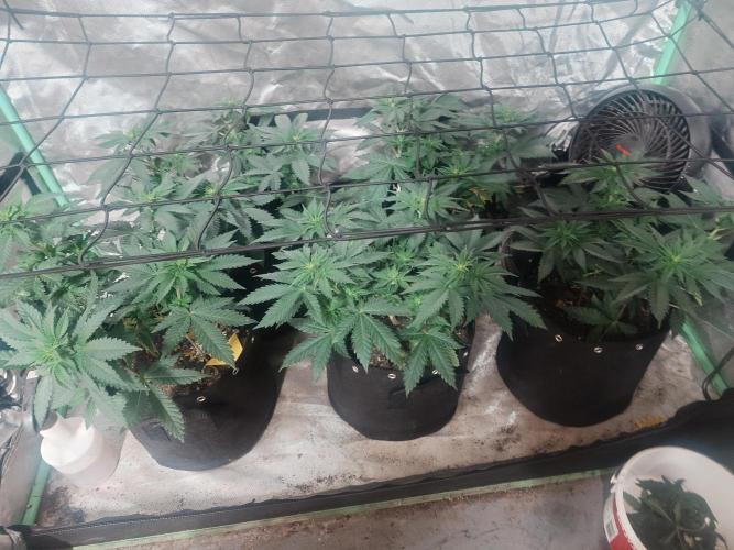 Gaseous green. Week 7