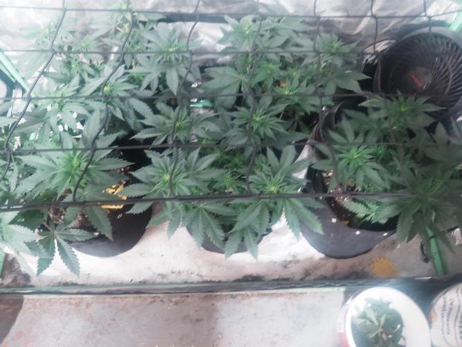 Gaseous green. Week 7