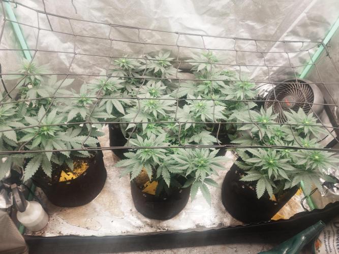 Gaseous green. Week 7 - 21.6
Last day of the week