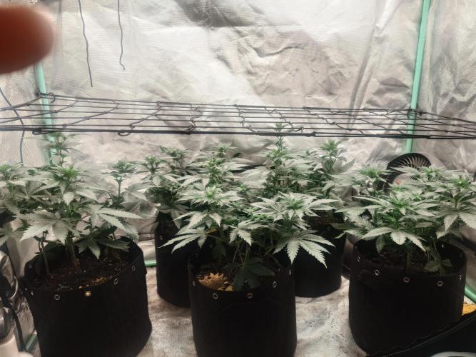 Gaseous green. Week 7