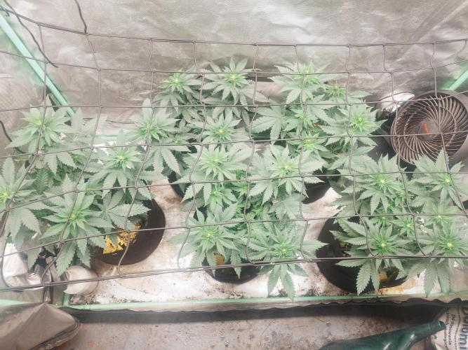 Gaseous green. Week 7