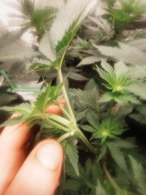 Gaseous green. Week 7