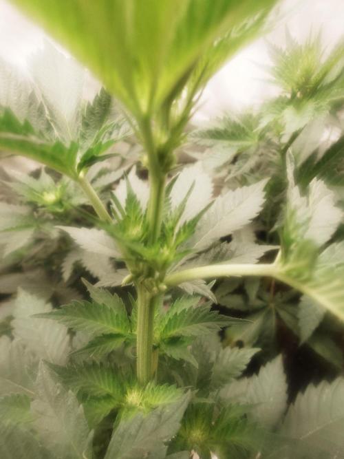 Gaseous green. Week 7