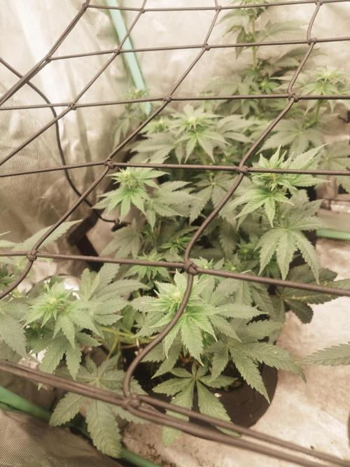 Gaseous green. Week 8