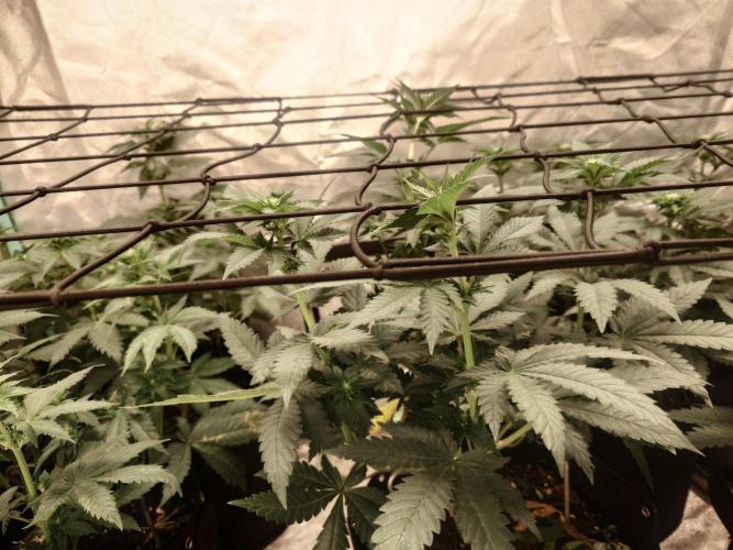 Gaseous green. Week 8