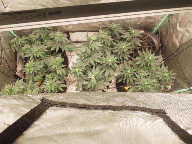 Gaseous green. Week 8