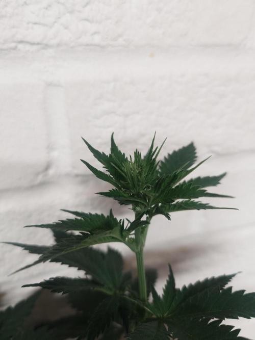 Gaseous green. Week 8