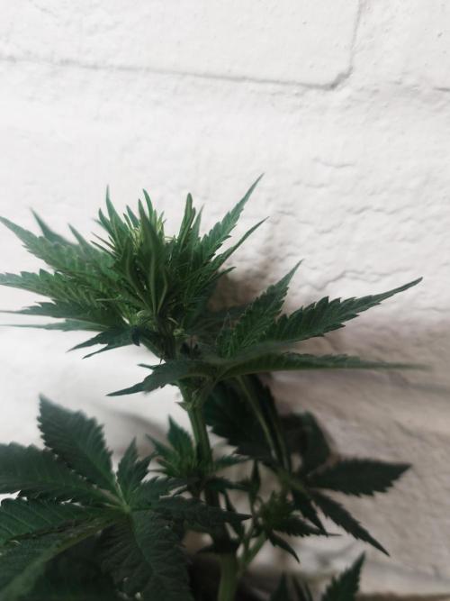 Gaseous green. Week 8