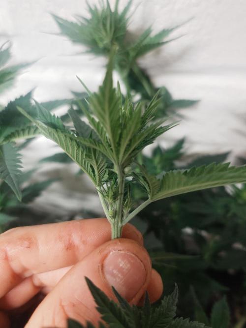 Gaseous green. Week 8