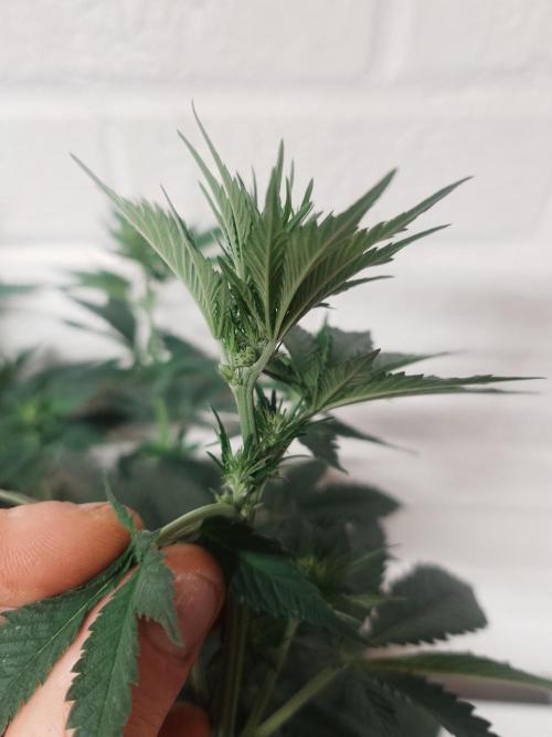 Gaseous green. Week 8