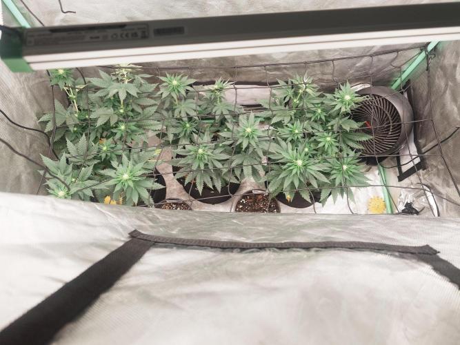 Gaseous green. Week 8 - 27.6