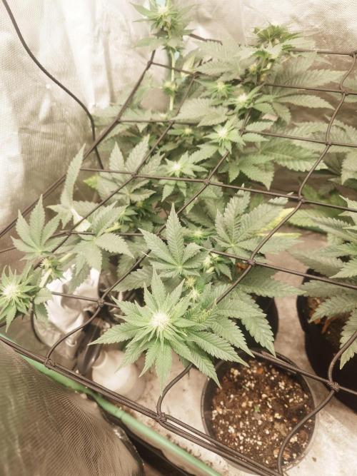 Gaseous green. Week 9
