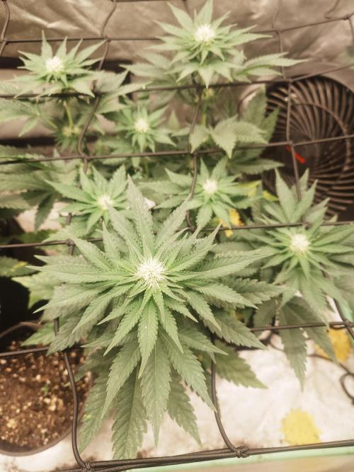 Gaseous green. Week 9