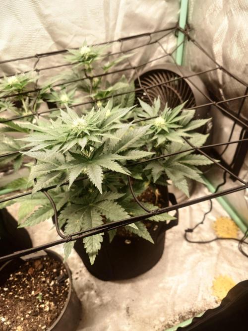 Gaseous green. Week 9
