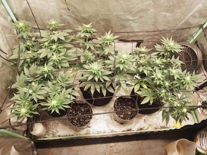 Gaseous green. Week 9 - Before