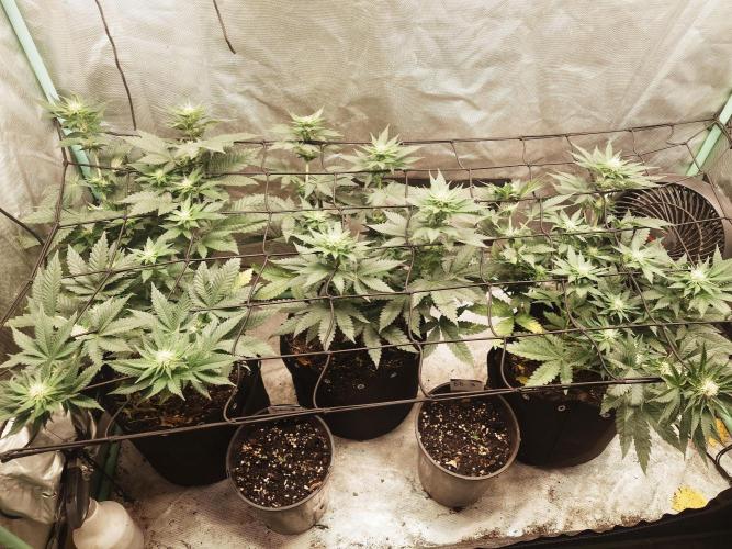 Gaseous green. Week 9 - Before