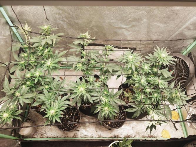 Gaseous green. Week 9