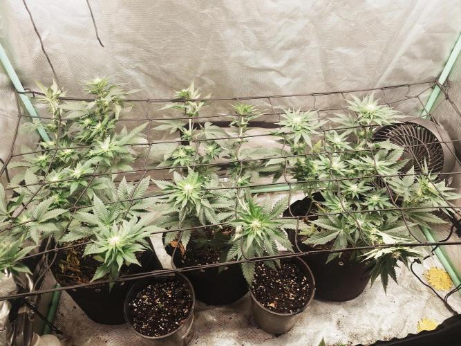 Gaseous green. Week 9