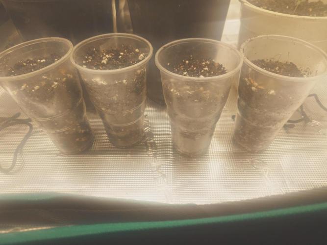 Bay burger king. Week 0