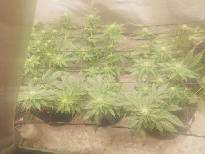 Gaseous green. Week 9