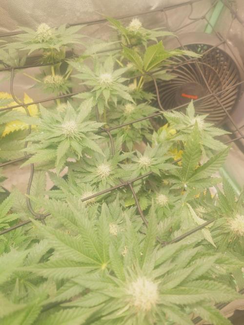 Gaseous green. Week 10