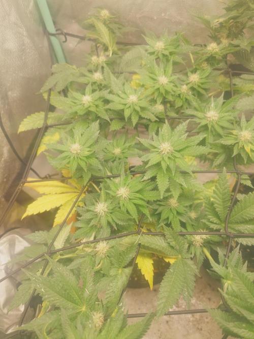 Gaseous green. Week 10