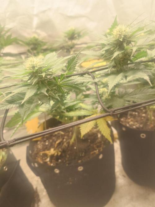 Gaseous green. Week 10