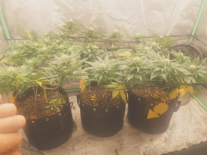 Gaseous green. Week 10