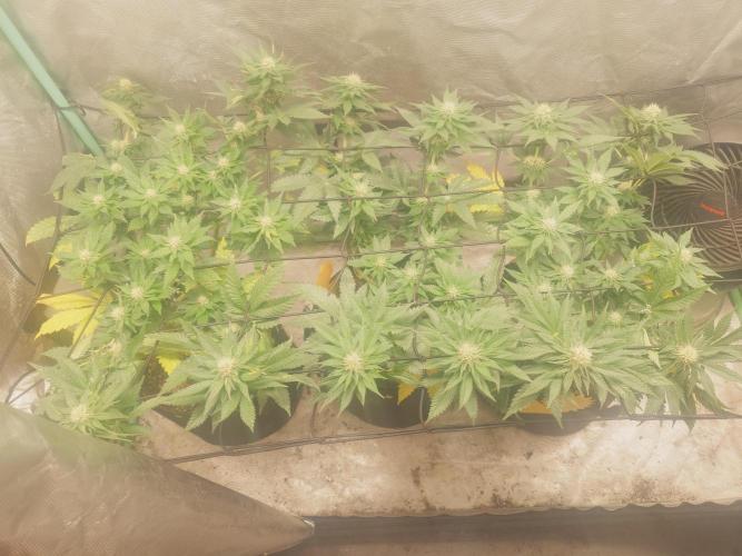 Gaseous green. Week 10