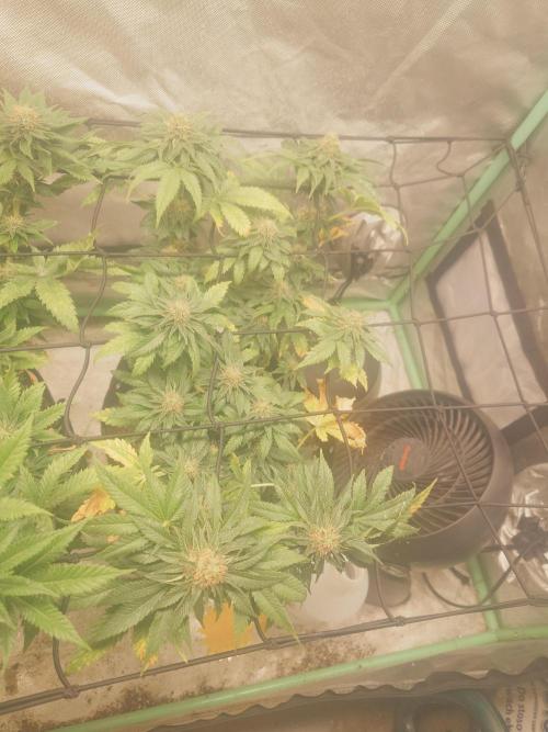 Gaseous green. Week 11