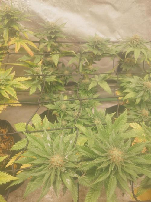 Gaseous green. Week 11