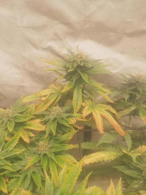 Gaseous green. Week 11
