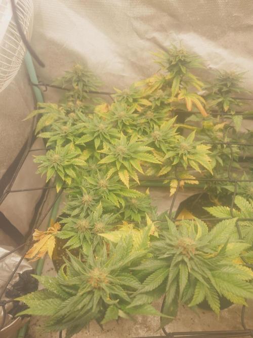Gaseous green. Week 11