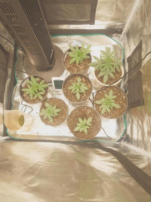 Bay burger king. Week 3