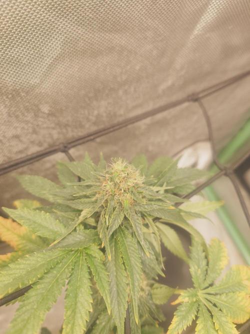 Gaseous green. Week 11