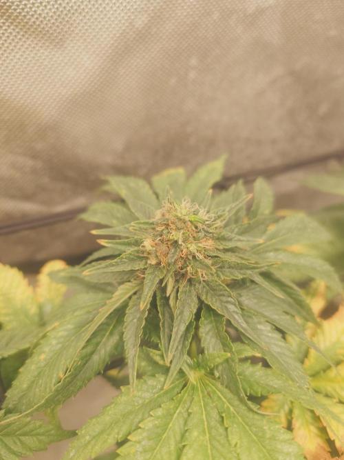 Gaseous green. Week 11